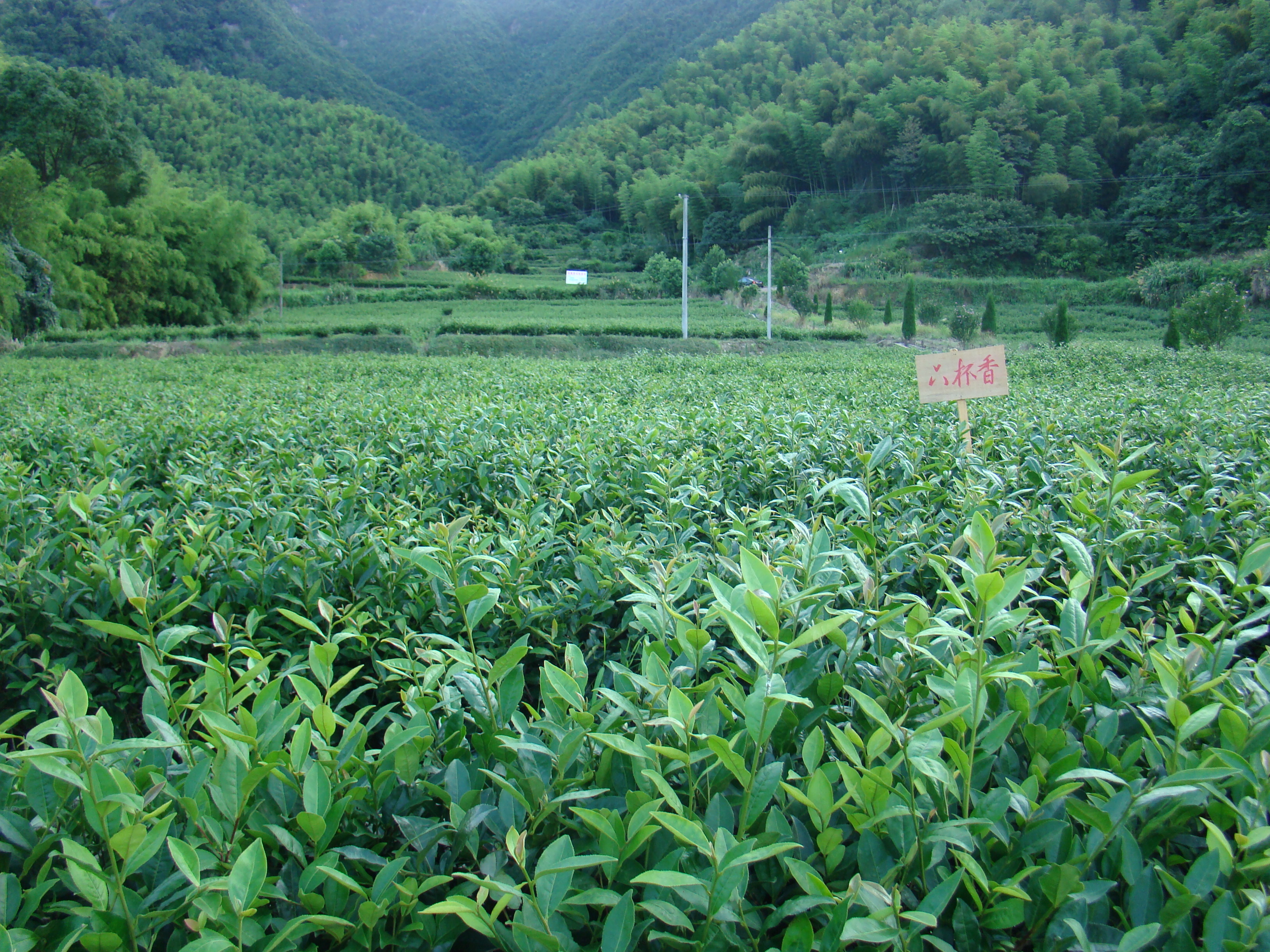 高清茶园